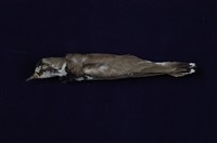 藏品(小環頸鴴)的圖片